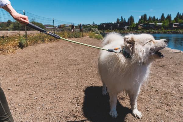 Ruffwear Knot-a-Long Leash Moss Green